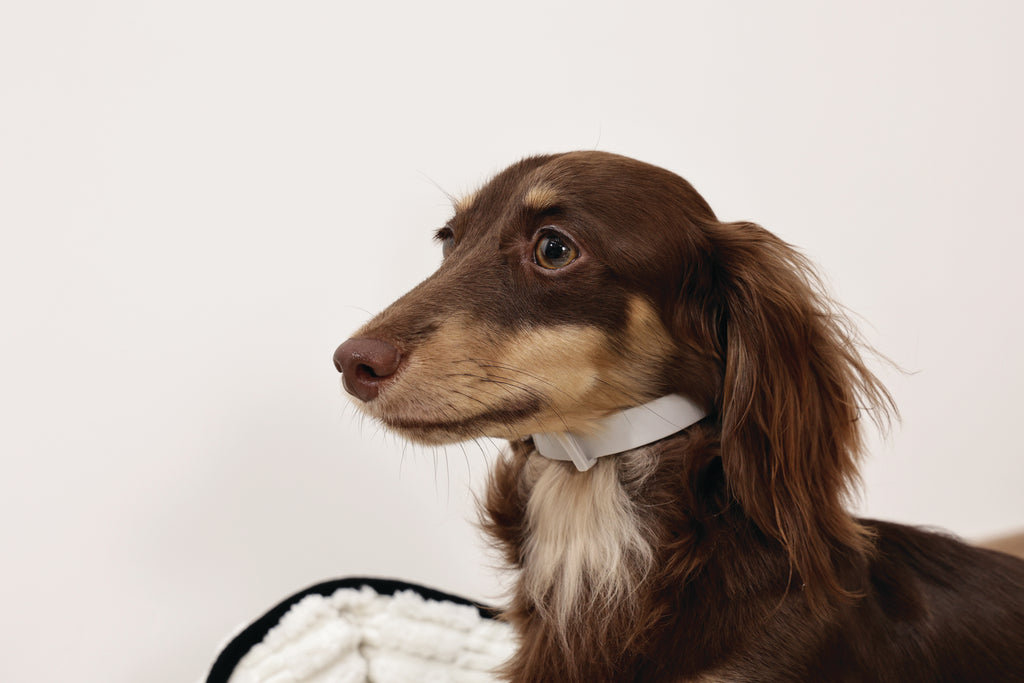 KEEP CALM Calming pheromone collar set for DOGS - 4 pcs