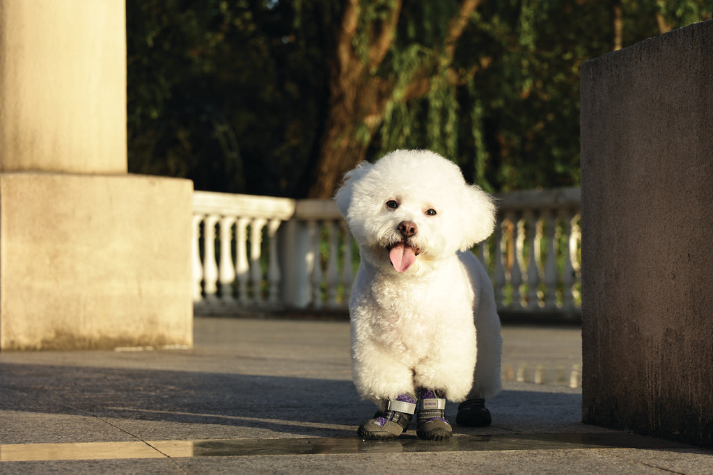 FLEXI SHOES Dog - Purple edition