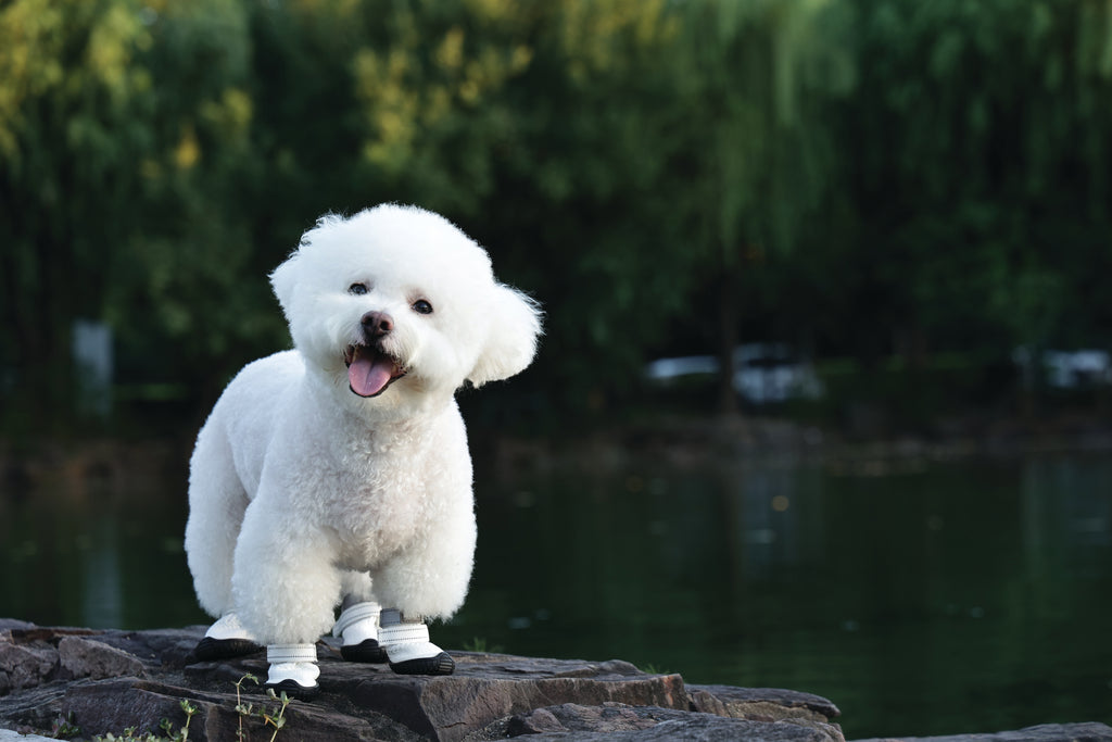 FLEXI SHOES Dog - White edition
