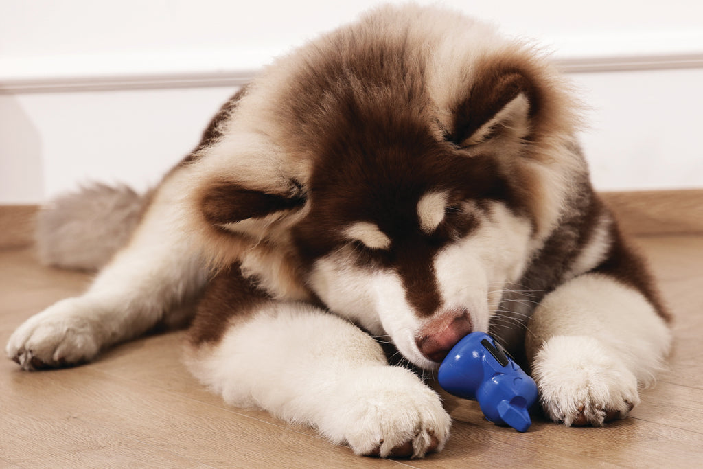 POWER CHEW Dog toy Lapis