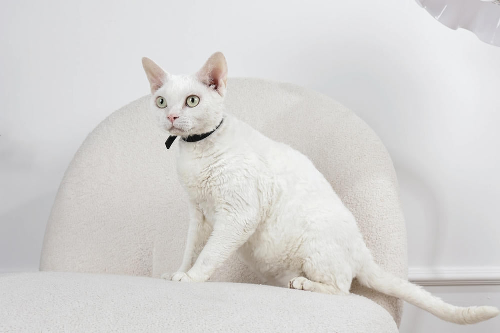 KEEP CALM - Set di collari con feromoni calmanti per gatti 4 pz