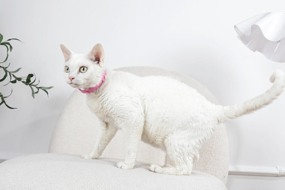 KEEP CALM - Set di collari con feromoni calmanti per gatti 4 pz