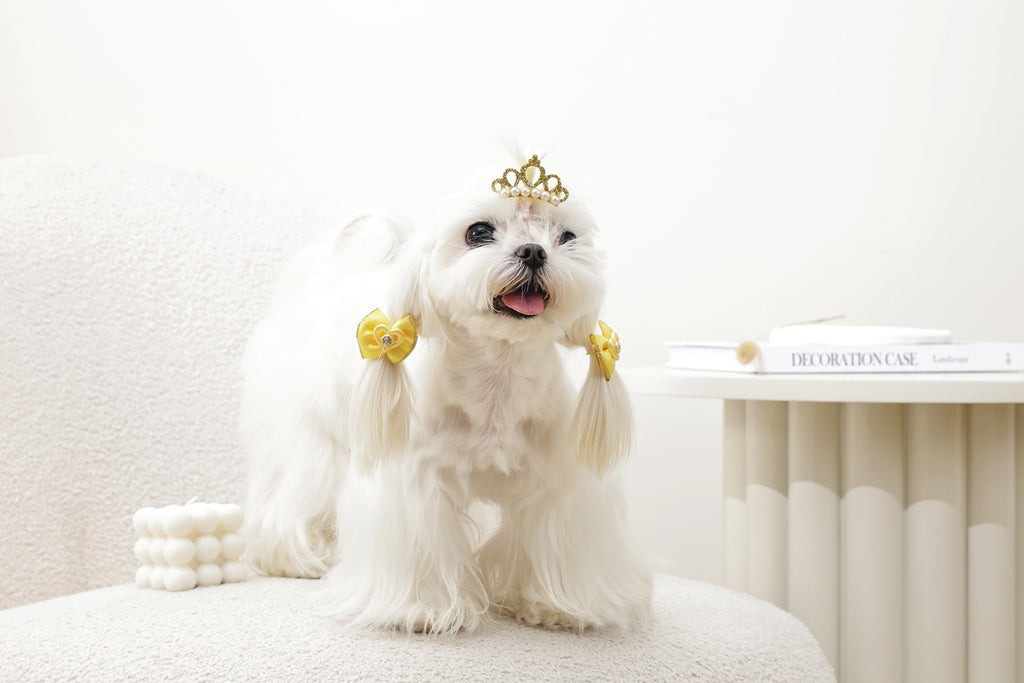 GLAM Accessori per capelli per animali clip e elastico - Giallo