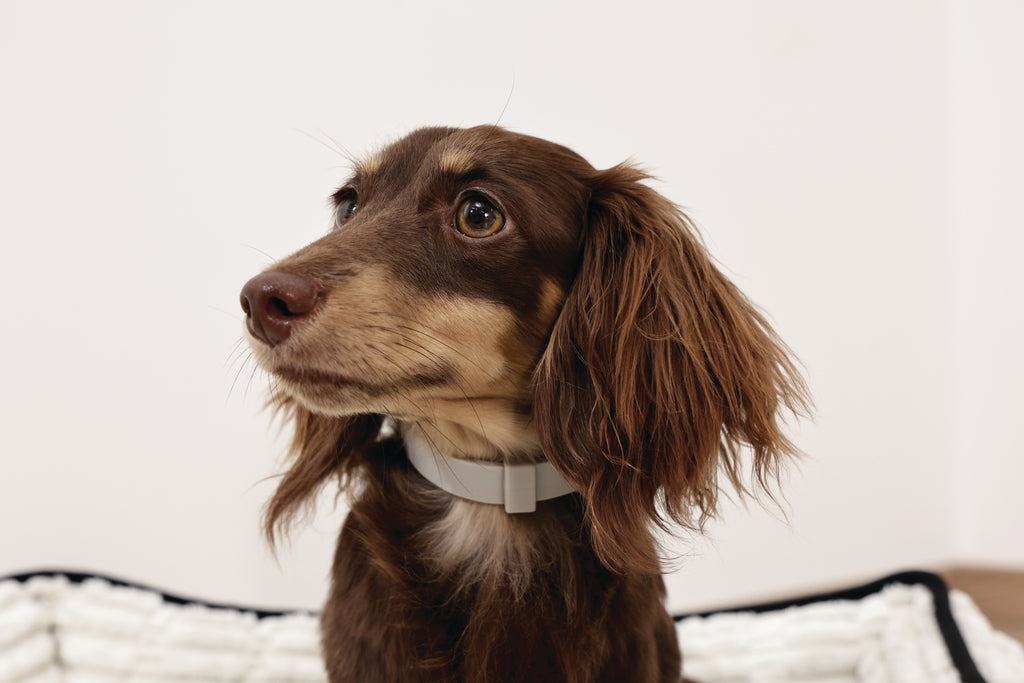 KEEP CALM Calming pheromone collar for DOGS - 1 pc
