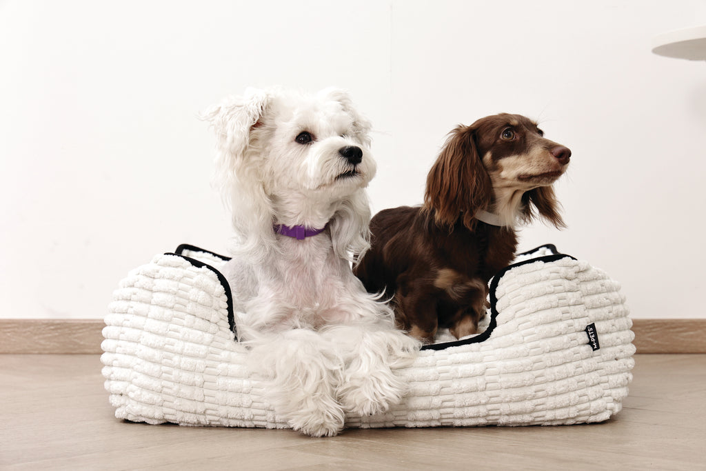 KEEP CALM Calming pheromone collar set for DOGS - 4 pcs