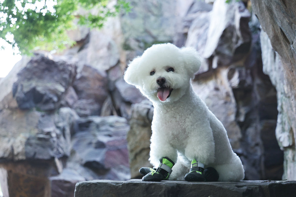 FLEXI SHOES Dog - Green edition