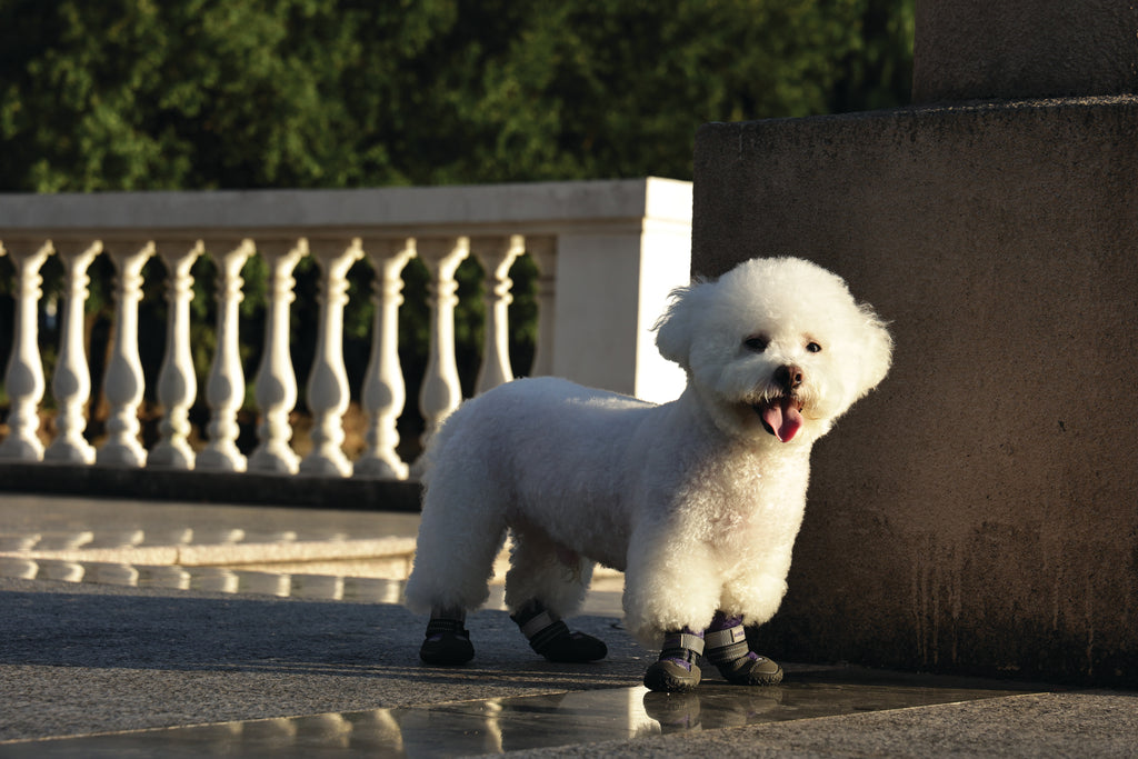FLEXI SHOES Dog - Purple edition