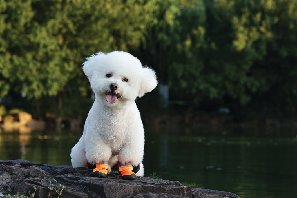 FLEXI SHOES Dog - Orange edition