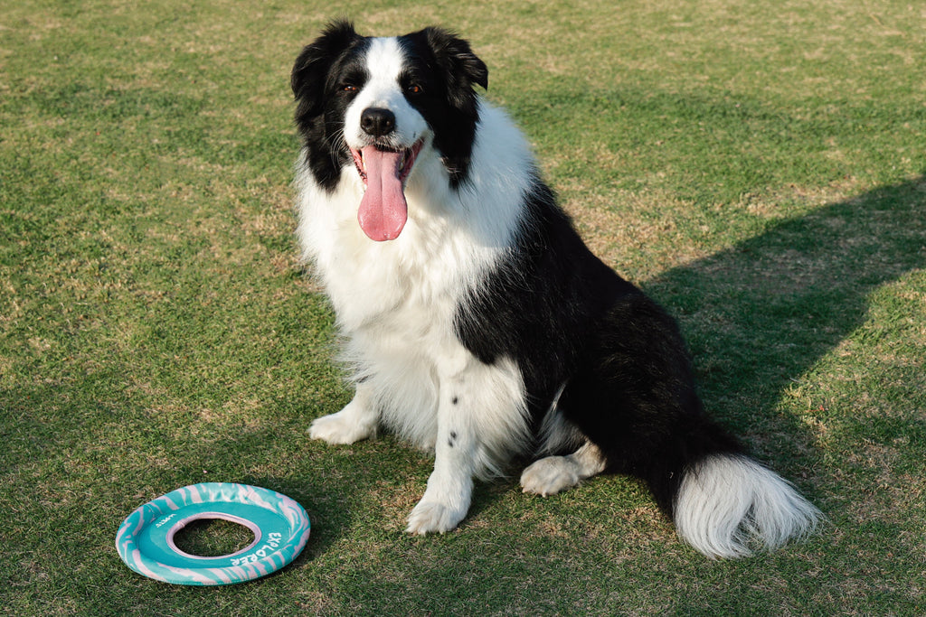 SPRINTPUFF FRSIBEE Giocattolo - Rosa/Verde