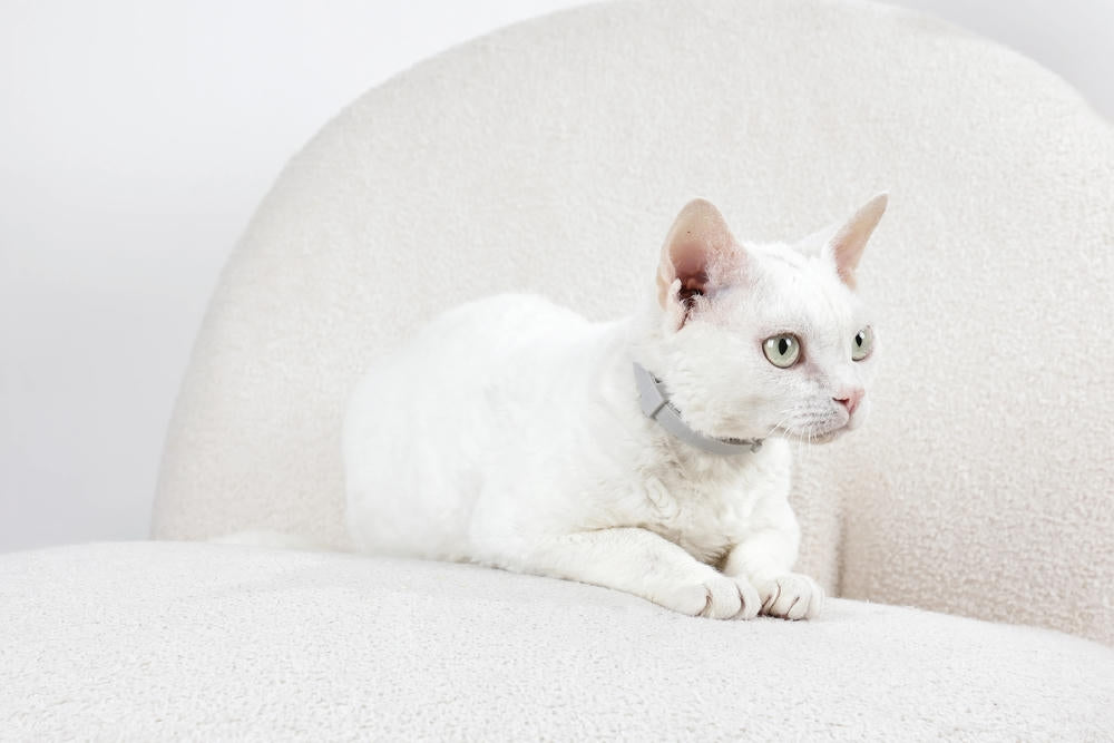 KEEP CALM - Collare con feromoni calmanti per gatti 1 pz