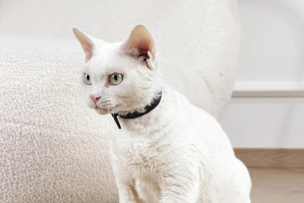 KEEP CALM - Set di collari con feromoni calmanti per gatti 4 pz