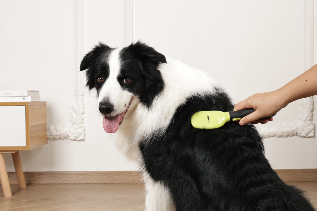 CLICK and GROOM Bristle Brush
