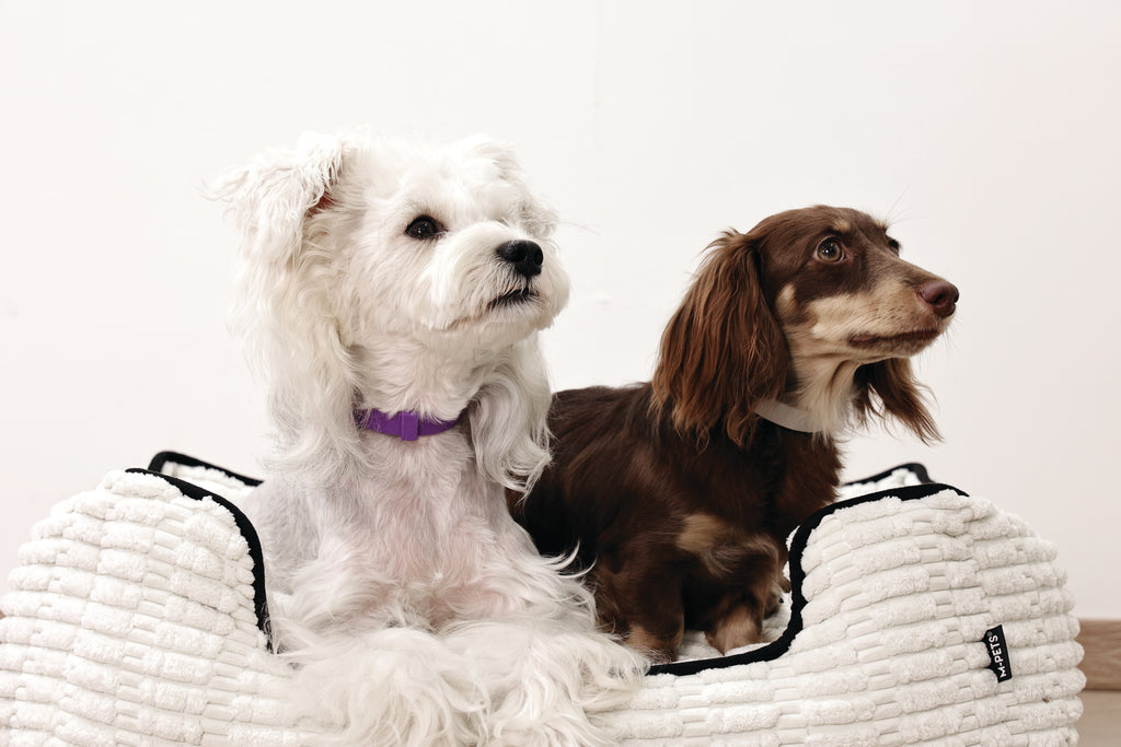 KEEP CALM Calming pheromone collar set for DOGS - 4 pcs