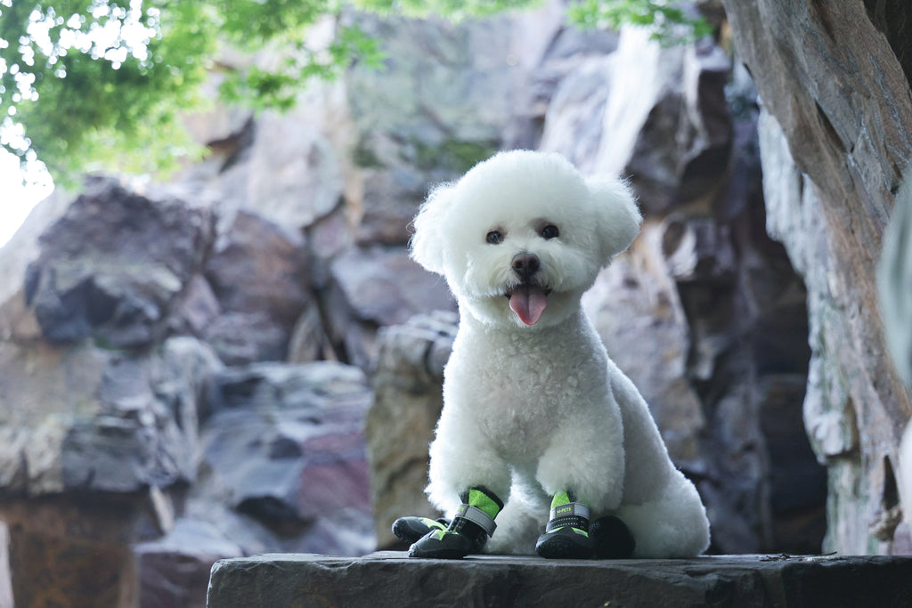 FLEXI SHOES Dog - Green edition