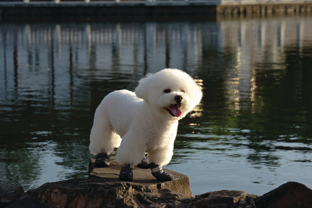 FLEXI SHOES Dog - Purple edition