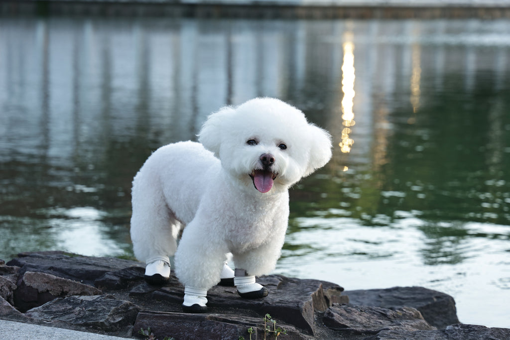 FLEXI SHOES Dog - White edition