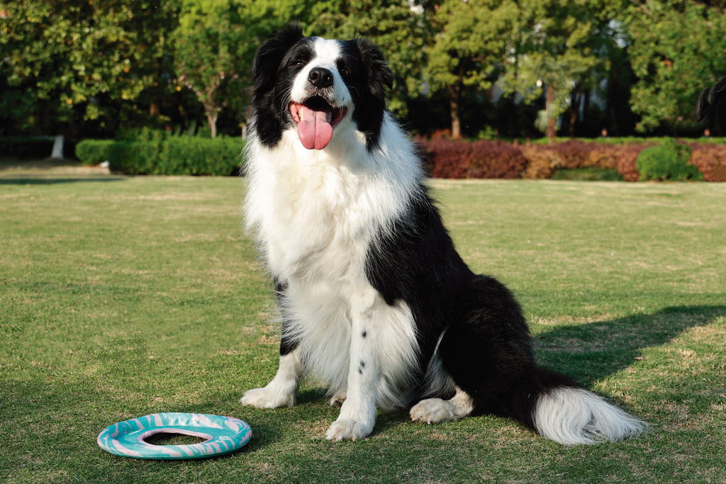 SPRINTPUFF FRSIBEE Giocattolo - Rosa/Verde