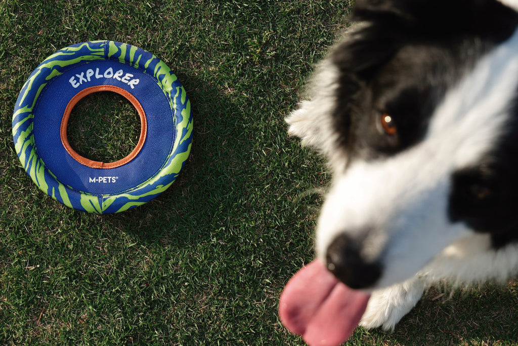 SPRINTPUFF FRSIBEE Giocattolo - Blu/Verde