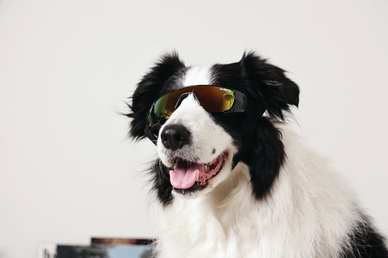 SUNNY Occhiali per cani SUNBATHER