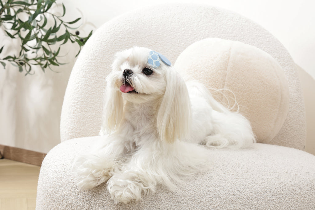 GLAM Accessori per capelli per animali clip - Blu