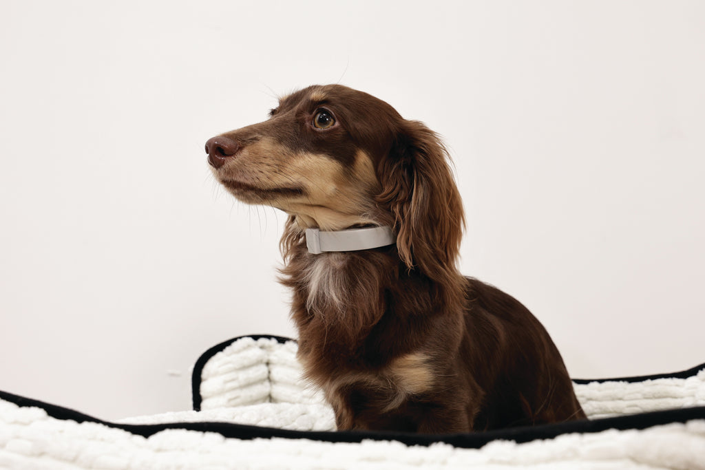 KEEP CALM Calming pheromone collar for DOGS - 1 pc
