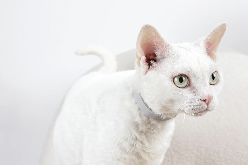 KEEP CALM - Collare con feromoni calmanti per gatti 1 pz