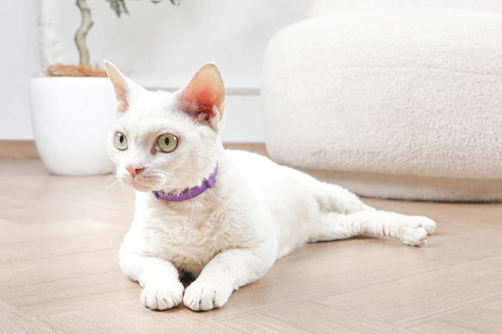 KEEP CALM - Set di collari con feromoni calmanti per gatti 4 pz