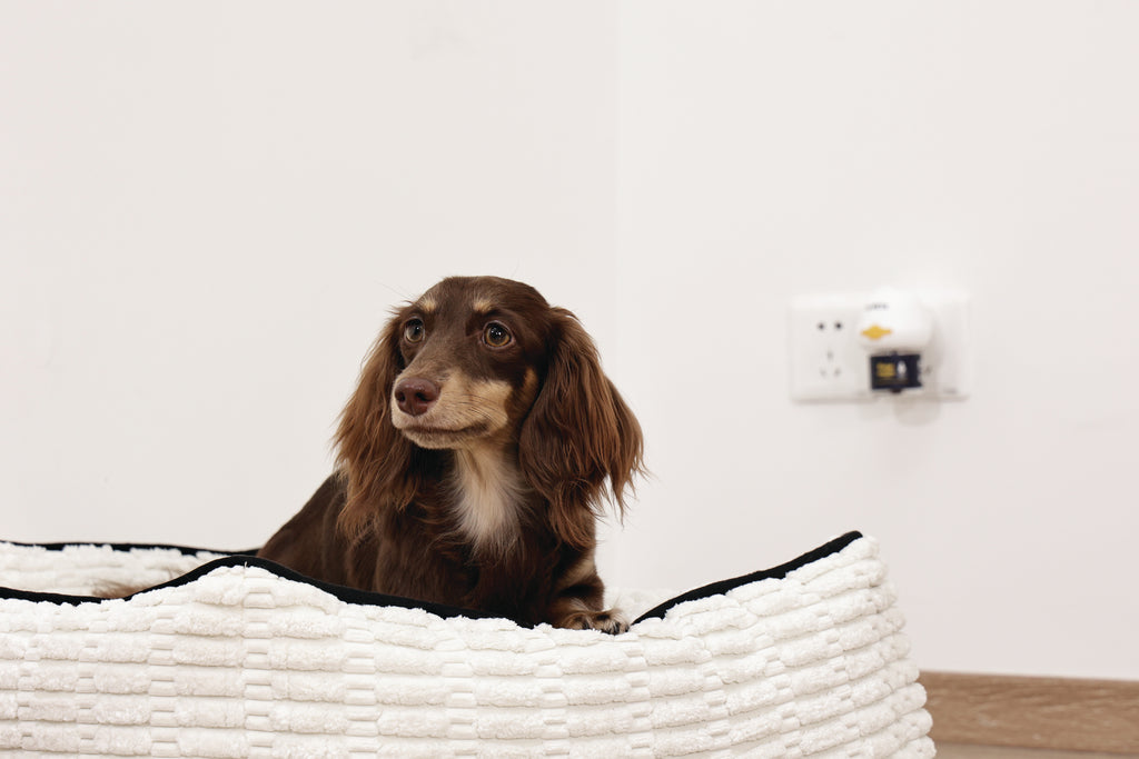 KEEP CALM Calming Pheromone diffuser for DOGS - UK Standard 48ml