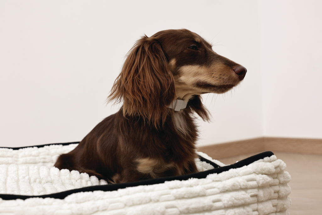 KEEP CALM Calming pheromone collar set for DOGS - 4 pcs
