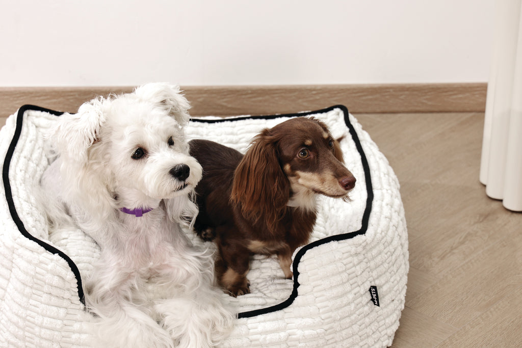 KEEP CALM Calming pheromone collar set for DOGS - 4 pcs