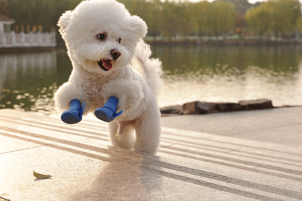 RAINY DAY Dog shoes Blue