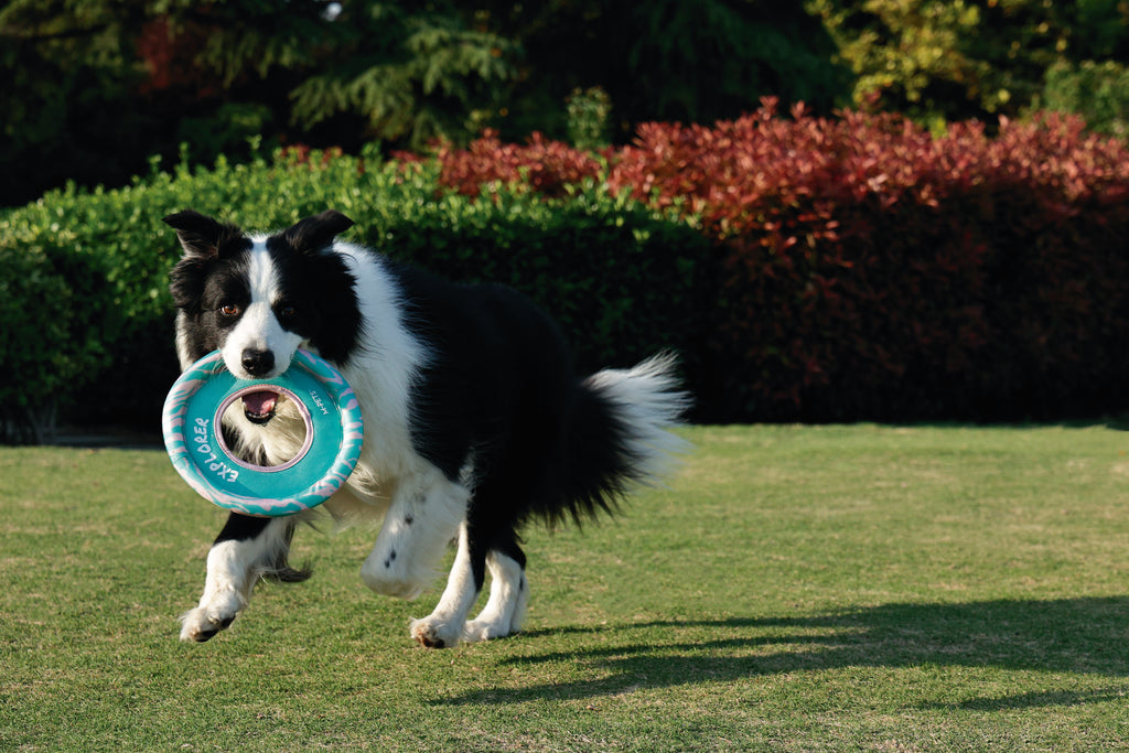 SPRINTPUFF FRSIBEE Giocattolo - Rosa/Verde