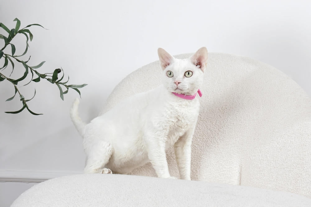 KEEP CALM - Set di collari con feromoni calmanti per gatti 4 pz