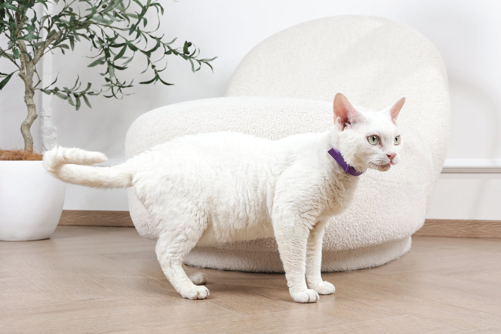 KEEP CALM - Set di collari con feromoni calmanti per gatti 4 pz