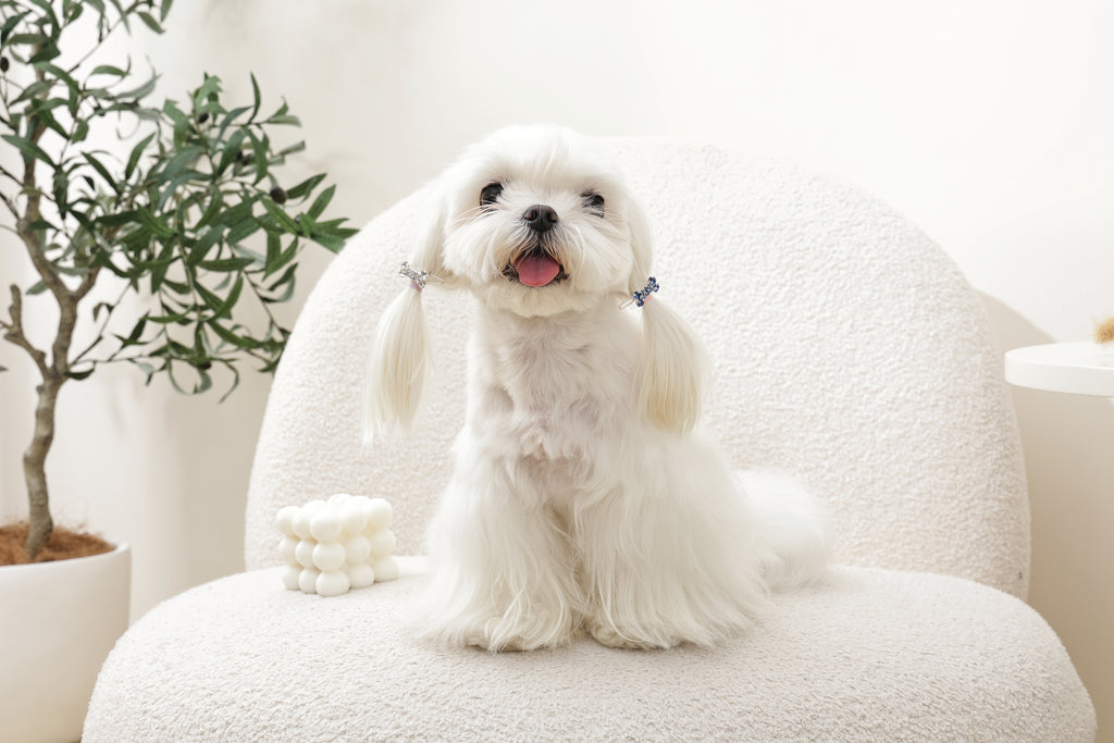 GLAM Accessori per capelli per animali clip a forma di osso - Blu e Bianco