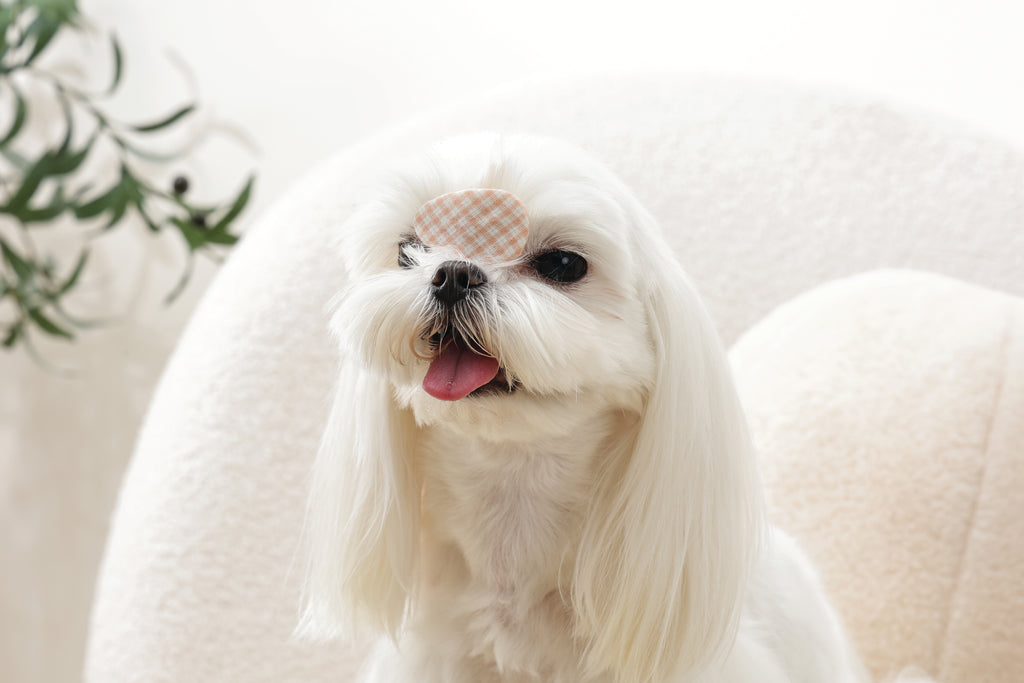 GLAM Accessori per capelli per animali clip - Arancione