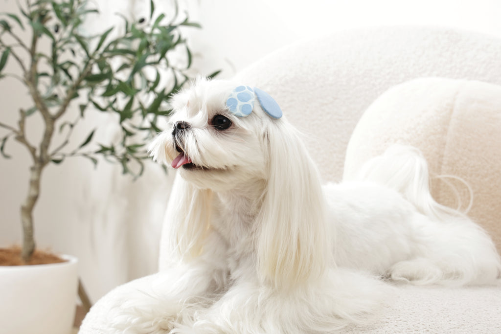 GLAM Accessori per capelli per animali clip - Blu