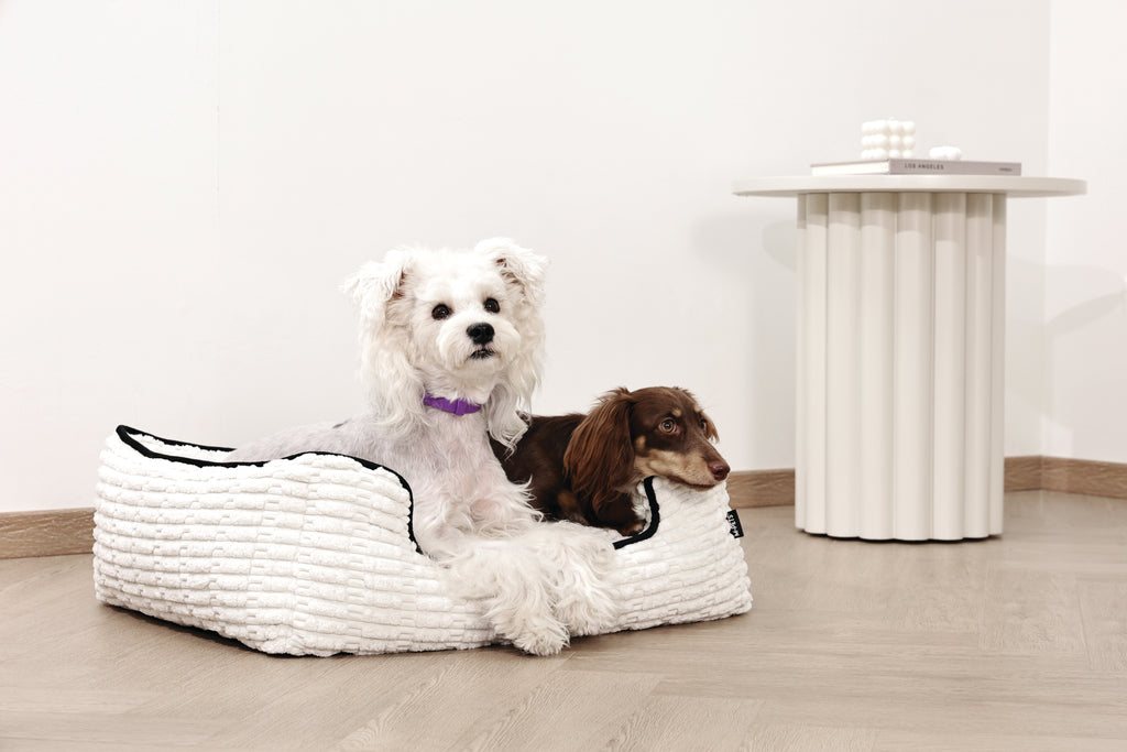KEEP CALM Calming pheromone collar set for DOGS - 4 pcs