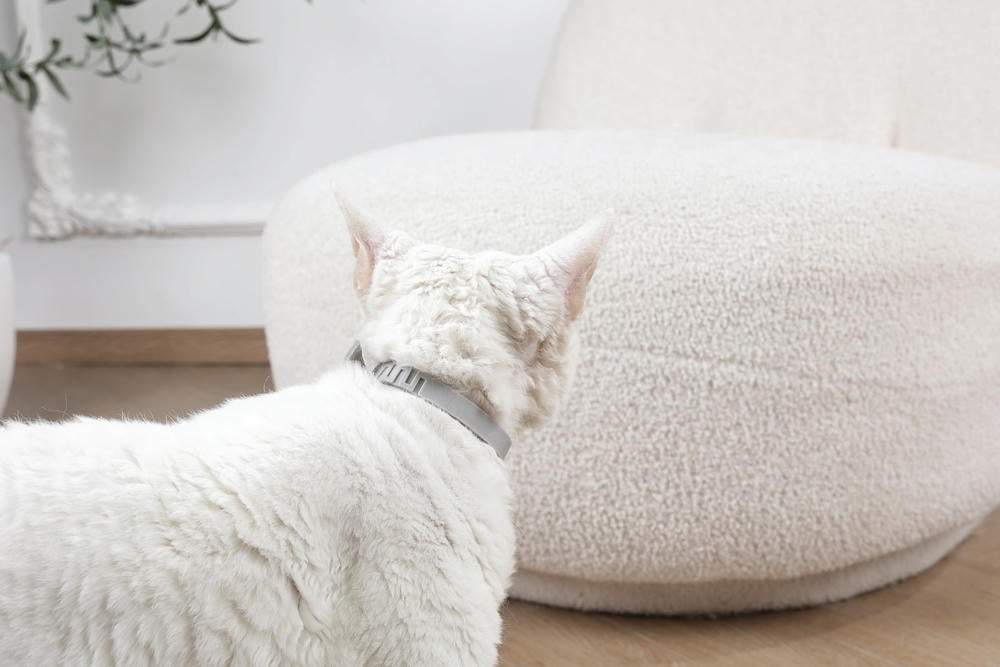 KEEP CALM - Collare con feromoni calmanti per gatti 1 pz