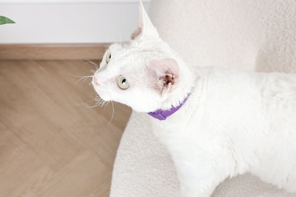 KEEP CALM - Set di collari con feromoni calmanti per gatti 4 pz