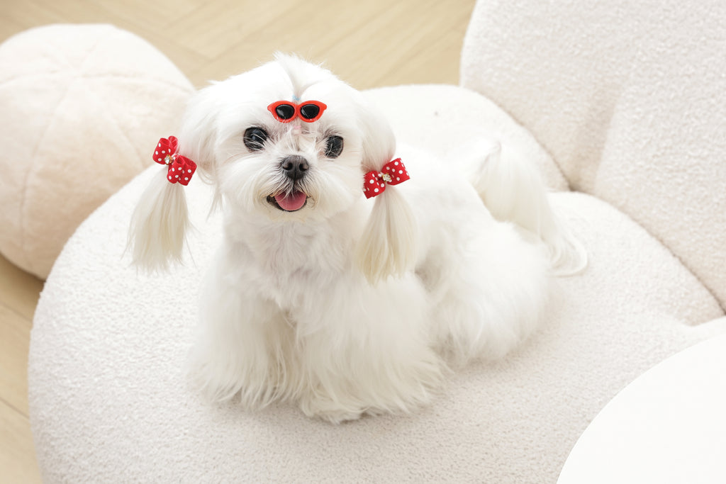 GLAM Accessori per capelli per animali clip e elastico - Rosso