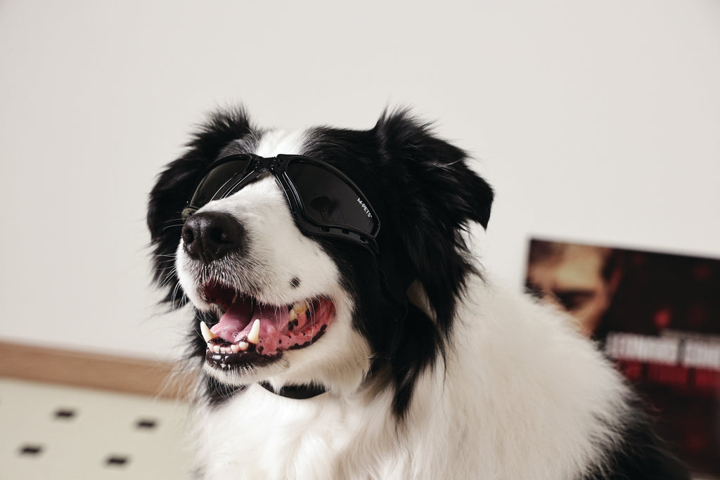 SUNNY Occhiali per cani TRAILBLAZER