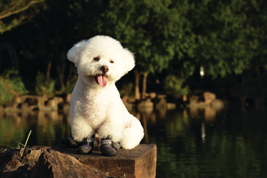 FLEXI SHOES Dog - Purple edition