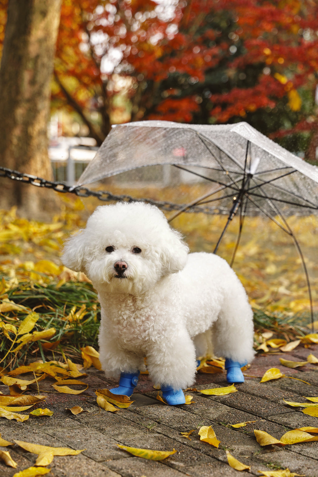RAINY DAY Dog shoes Blue