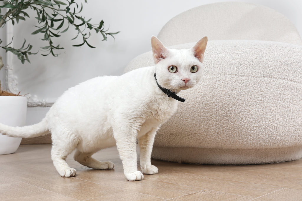 KEEP CALM - Set di collari con feromoni calmanti per gatti 4 pz