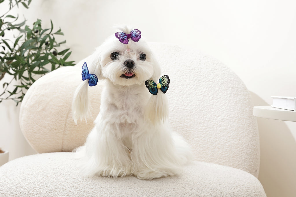 GLAM Accessori per capelli per animali elastico - Blu/Viola/Verde