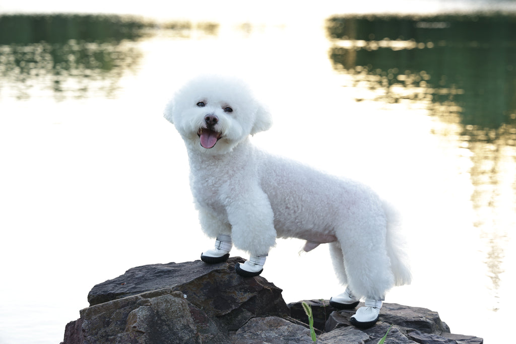 FLEXI SHOES Dog - White edition