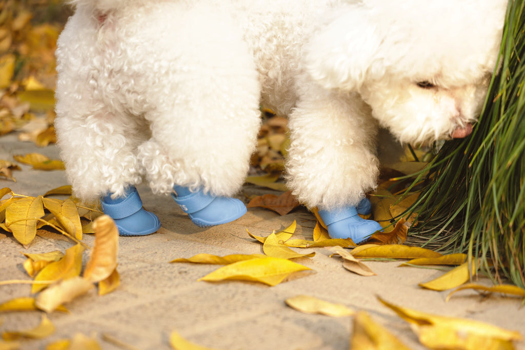 RAINY DAY Dog shoes Blue
