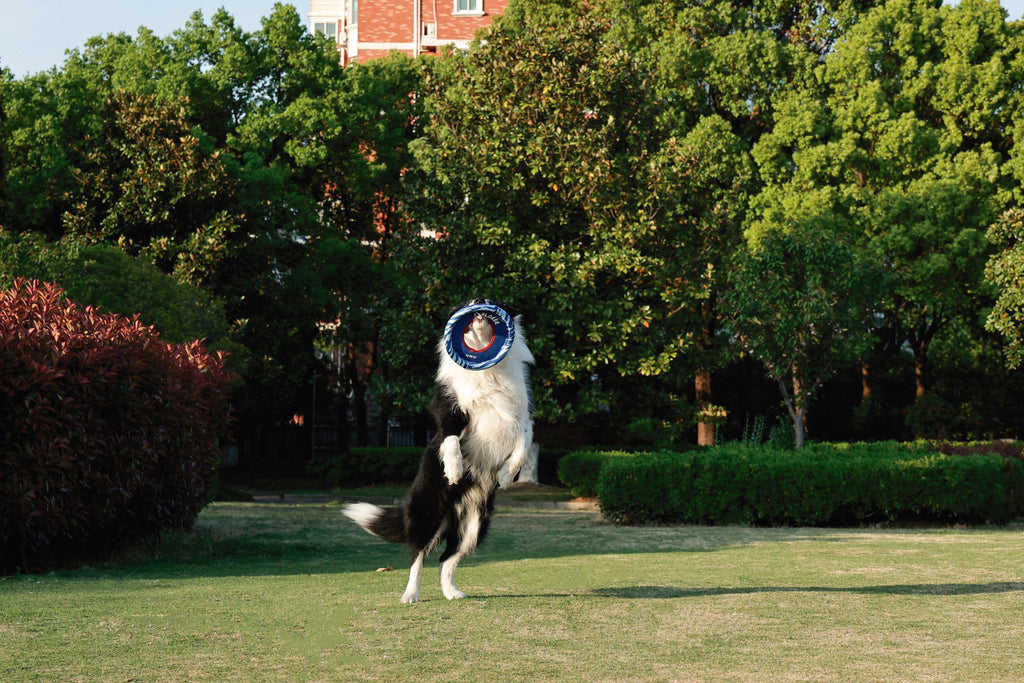 SPRINTPUFF FRSIBEE Giocattolo - Blu/Blu