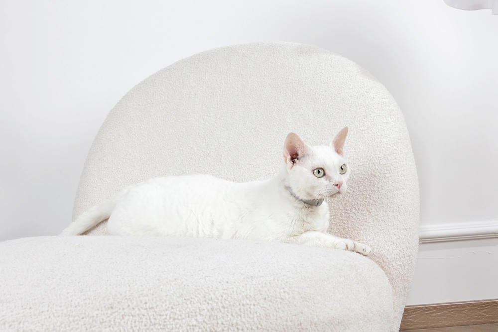 KEEP CALM - Collare con feromoni calmanti per gatti 1 pz